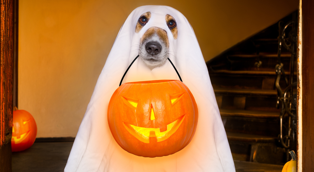 Trick or Treat? Debunking Common Financial Myths That Could Haunt Your Financial Plan