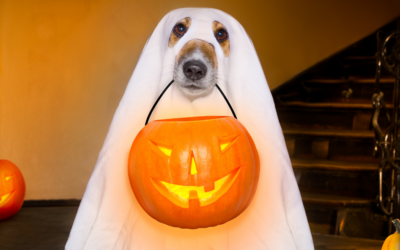 Trick or Treat? Debunking Common Financial Myths That Could Haunt Your Financial Plan